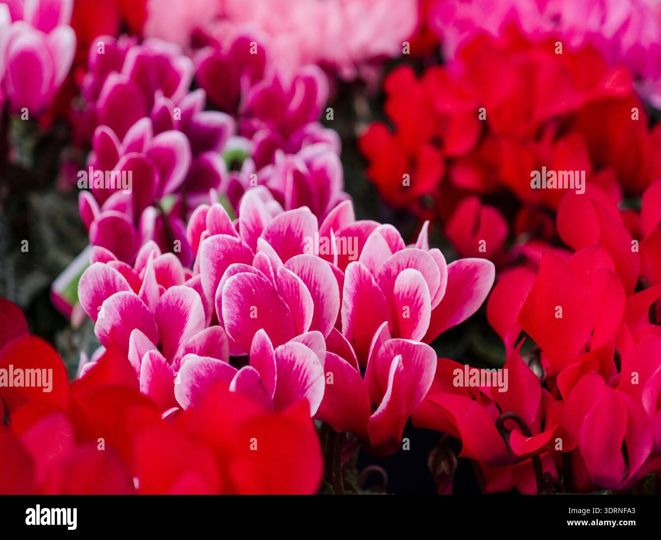 Cyclamen micro, Llucmajor, Mallorca, spagna Foto Stock