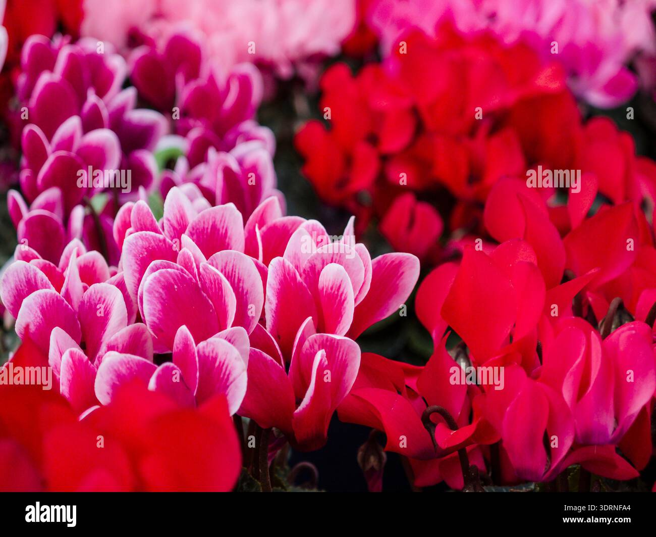 Cyclamen micro, Llucmajor, Mallorca, spagna Foto Stock