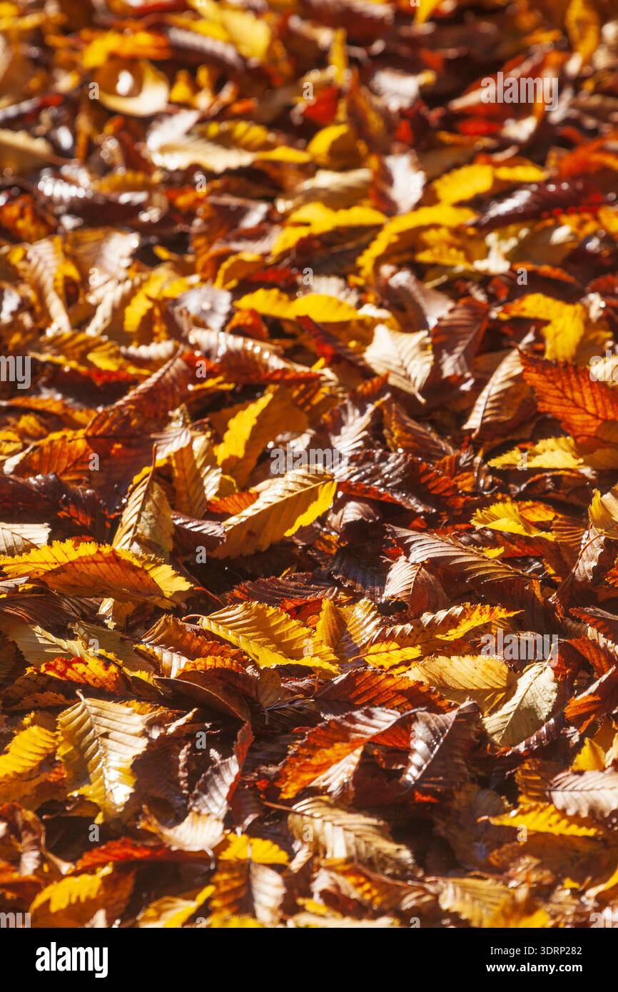 Colorate foglie autunnali stese per terra, Germania Foto Stock