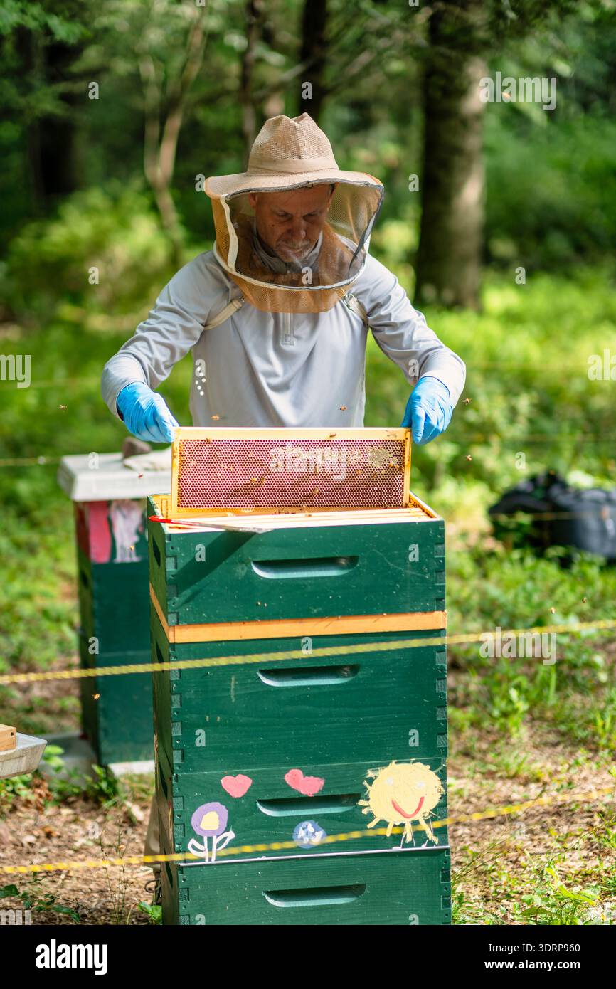 Manutenzione Vista delle colonie di api da un guardiano di api, Frontal View, New Jersey, Stati Uniti Foto Stock