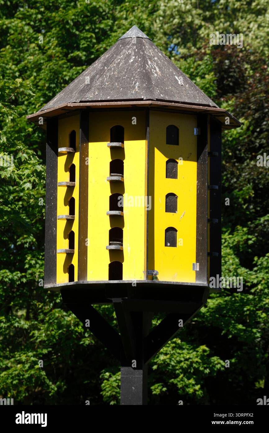 Uccello Giallo house Foto Stock
