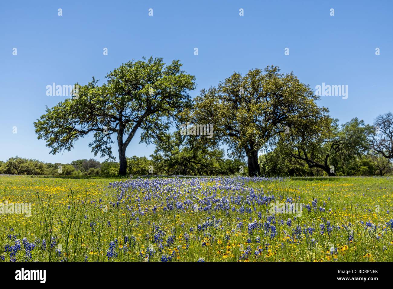 Un prato primaverile nella regione collinare del Texas, con fiori selvatici e calabroni blu Foto Stock