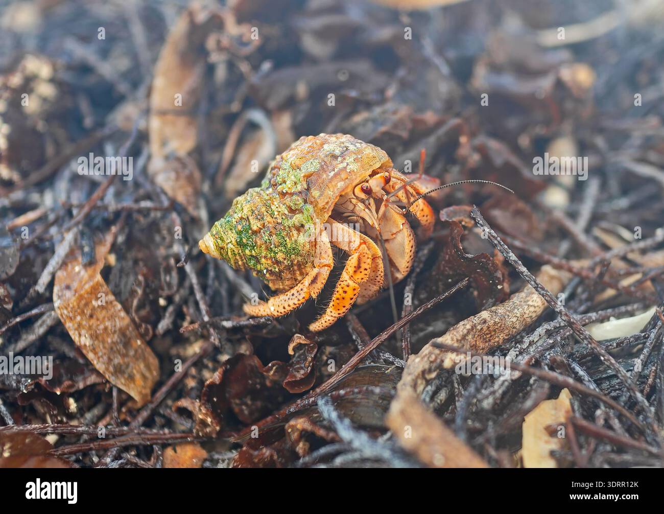 Vista ravvicinata di un giovane granchio eremita (Coenobita clypeatus) con conchiglie in una piccola isola di mangrovie in acque poco profonde a nord di Sainte-Rose, Caraibi Foto Stock