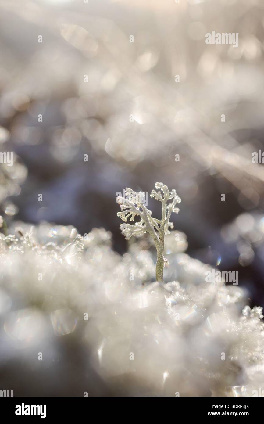 L'immagine mostra un piccolo gruppo di licheni ricoperti da delicati cristalli di gelo. La luce soffusa mette in risalto i dettagli ghiacciati e crea un delicato backgro bokeh Foto Stock