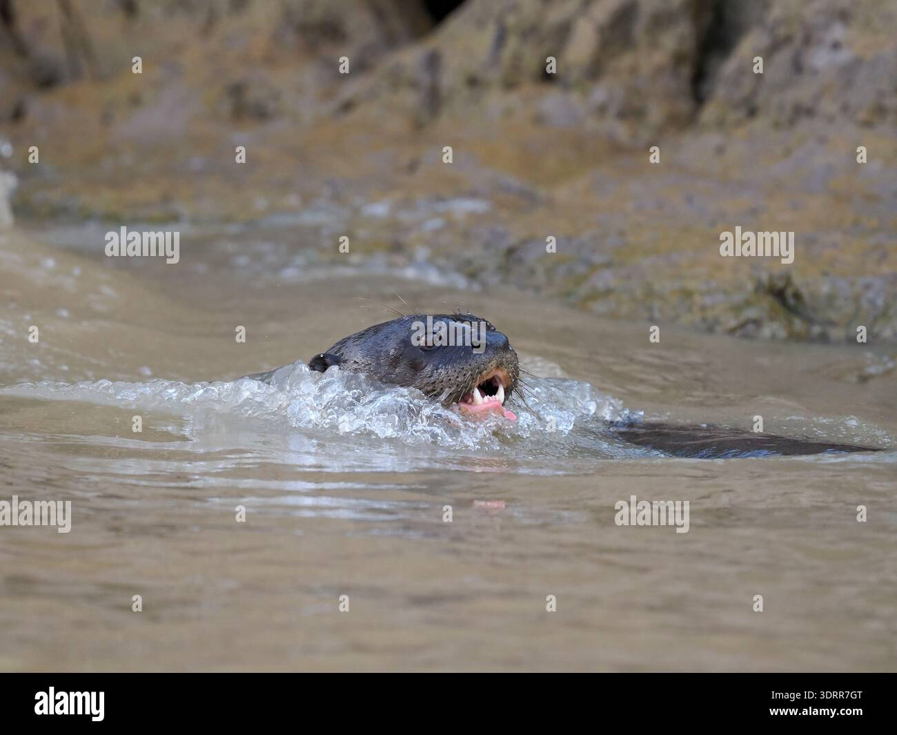 Lontra gigante (Pteronura brasiliensis) che nuota con forza in acqua, Pantanal, Brasile, ottobre Foto Stock