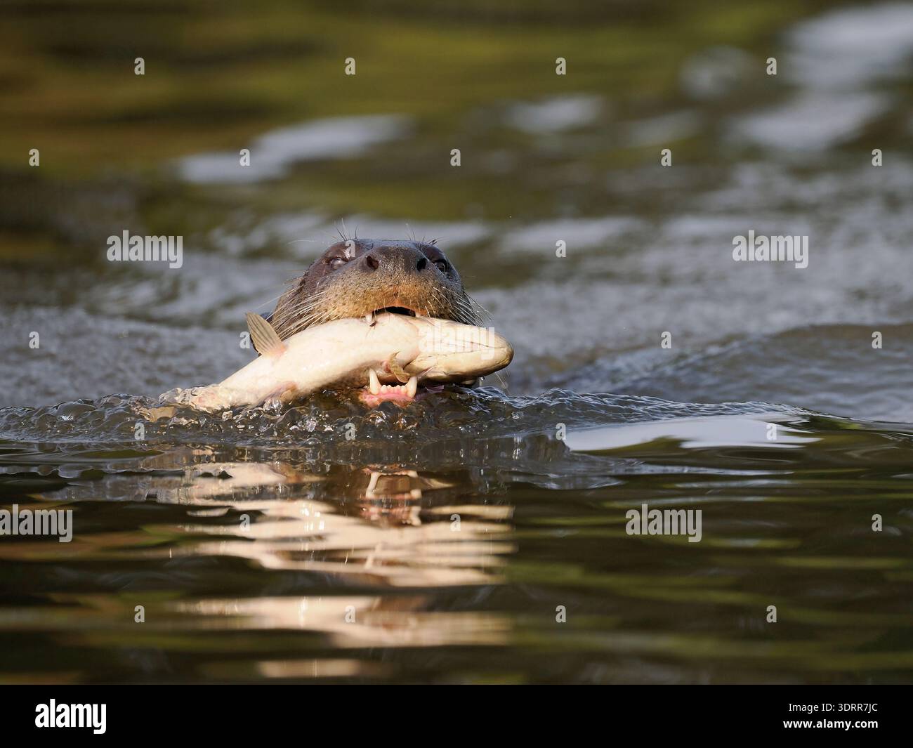 Giant River Otter (Pteronura brasiliensis), nuoto pesca, Pantanal, Brasile, ottobre Foto Stock