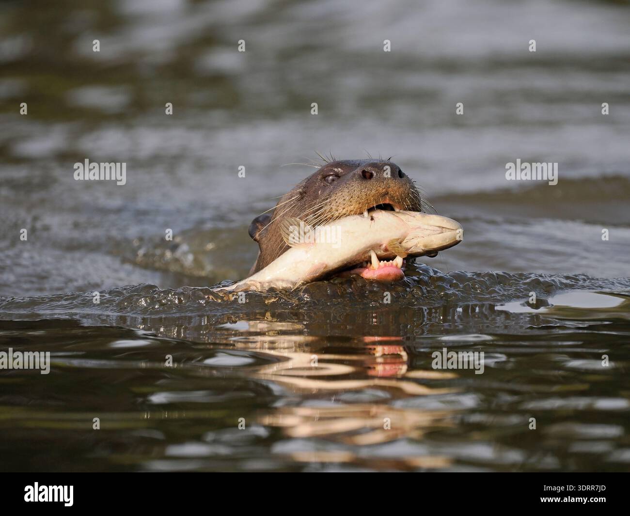 Lontra gigante (Pteronura brasiliensis) che nuota con pesci nella sua bocca, Pantanal, Brasile, ottobre Foto Stock