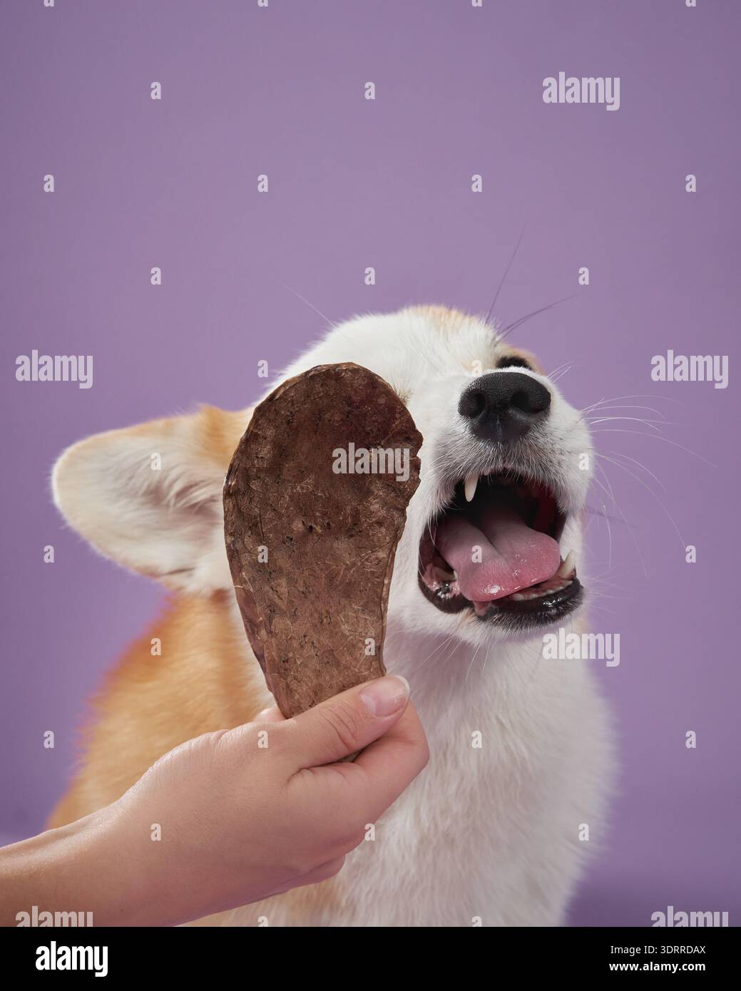 Un Corgi morde ardentemente in una delizia tenuta da una mano umana su uno sfondo viola. La scena cattura l'emozione e il divertimento del cane durante il trattamento Foto Stock