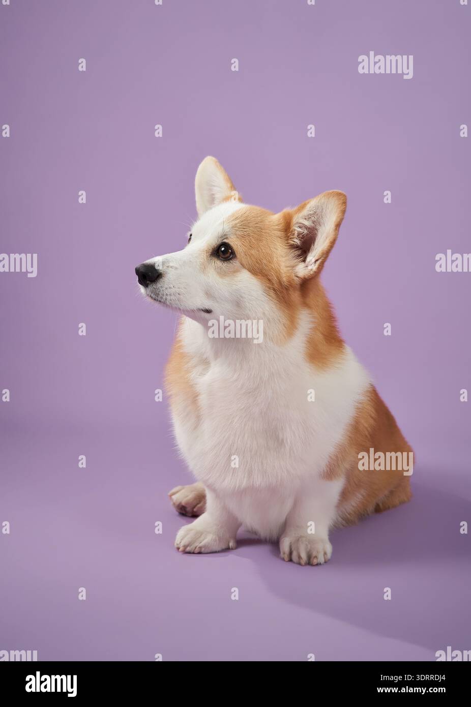 Un Corgi siede tranquillamente su uno sfondo viola, mostrando un comportamento composto e pacifico. Il ritratto cattura la personalità rilassata del cane in una Foto Stock