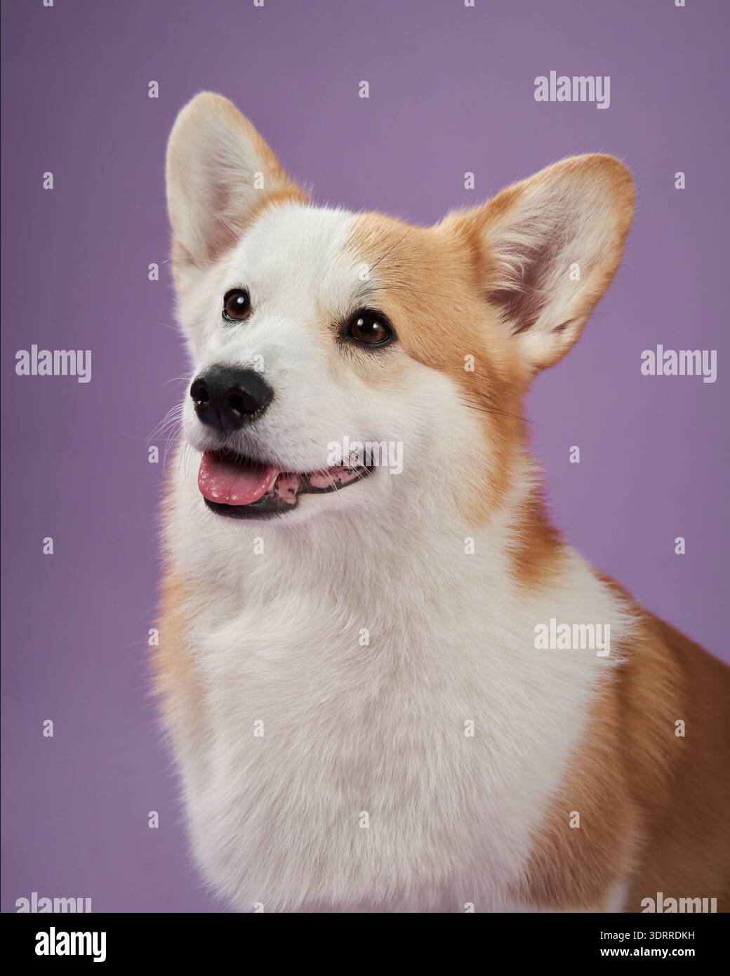 Un Corgi sorride dolcemente su uno sfondo viola, mostrando un comportamento calmo e amichevole. Il ritratto evidenzia il cane caldo e accessibile Foto Stock