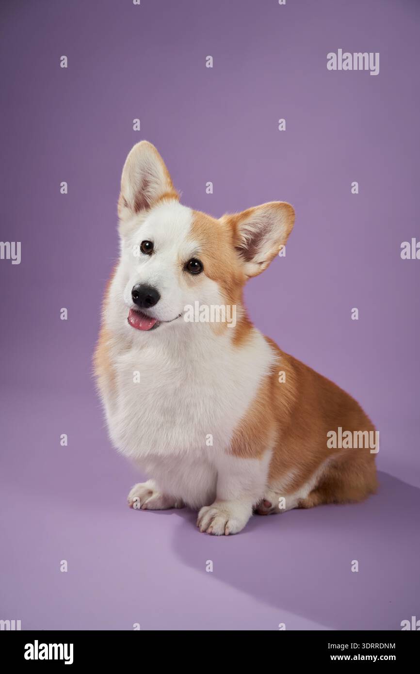 Un Corgi si siede con un'espressione curiosa su uno sfondo viola e sembra attento. Il ritratto cattura la personalità curiosa e calma del cane Foto Stock