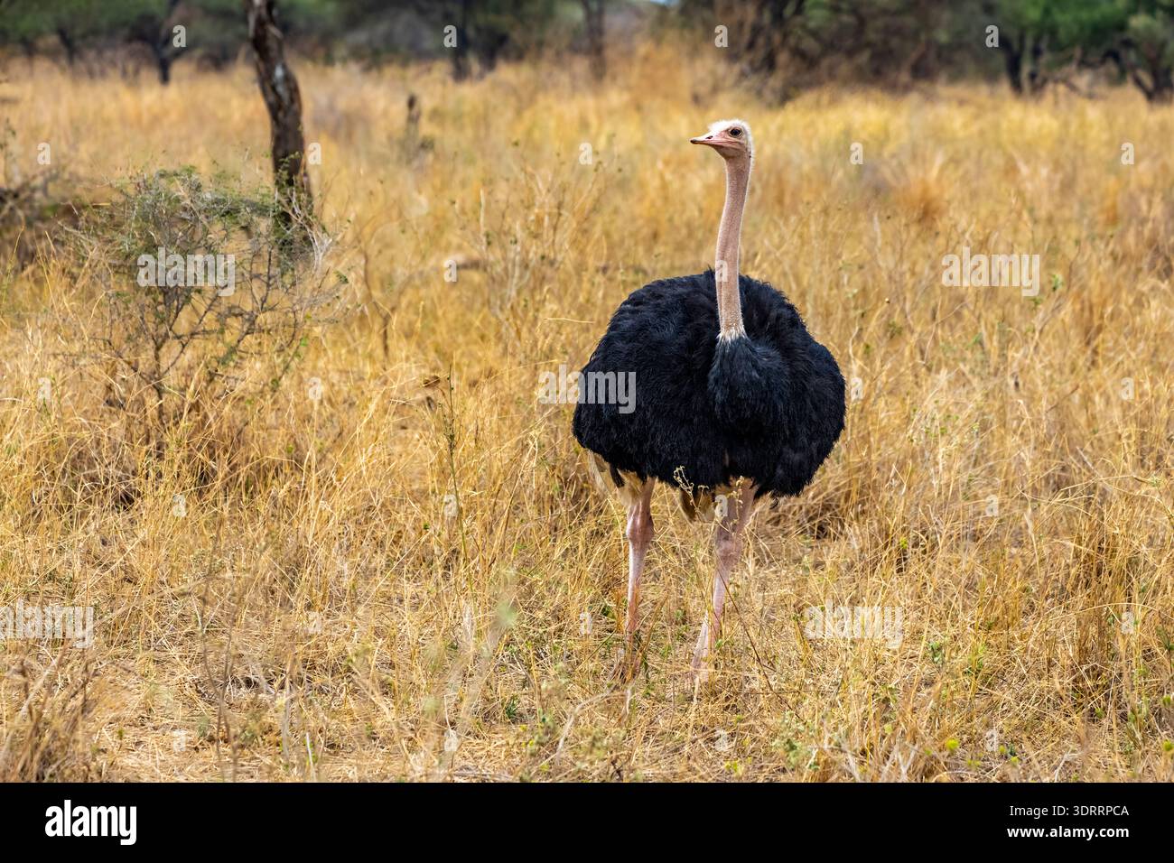 Lo struzzo singolo con piume nere e collo lungo si erge in un'arida prateria dorata, mostrando il suo comportamento naturale e l'adattamento alla calda sa Foto Stock