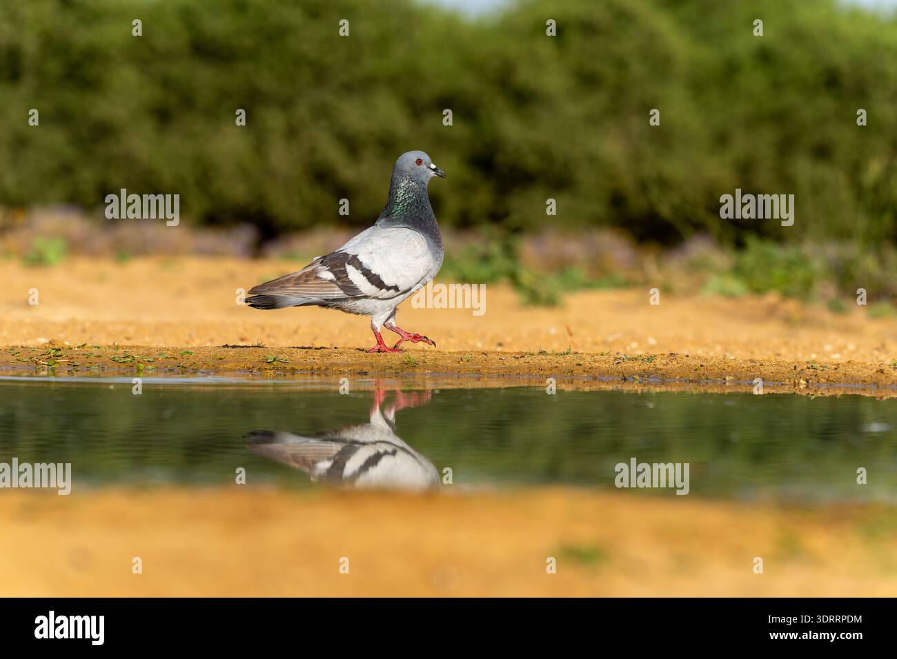 Pigeon Rock (Columba livia). Questo uccello si trova in Eurasia e in Nord Africa. Essa è particolarmente comune nelle aree urbane dove è talvolta considerato Foto Stock