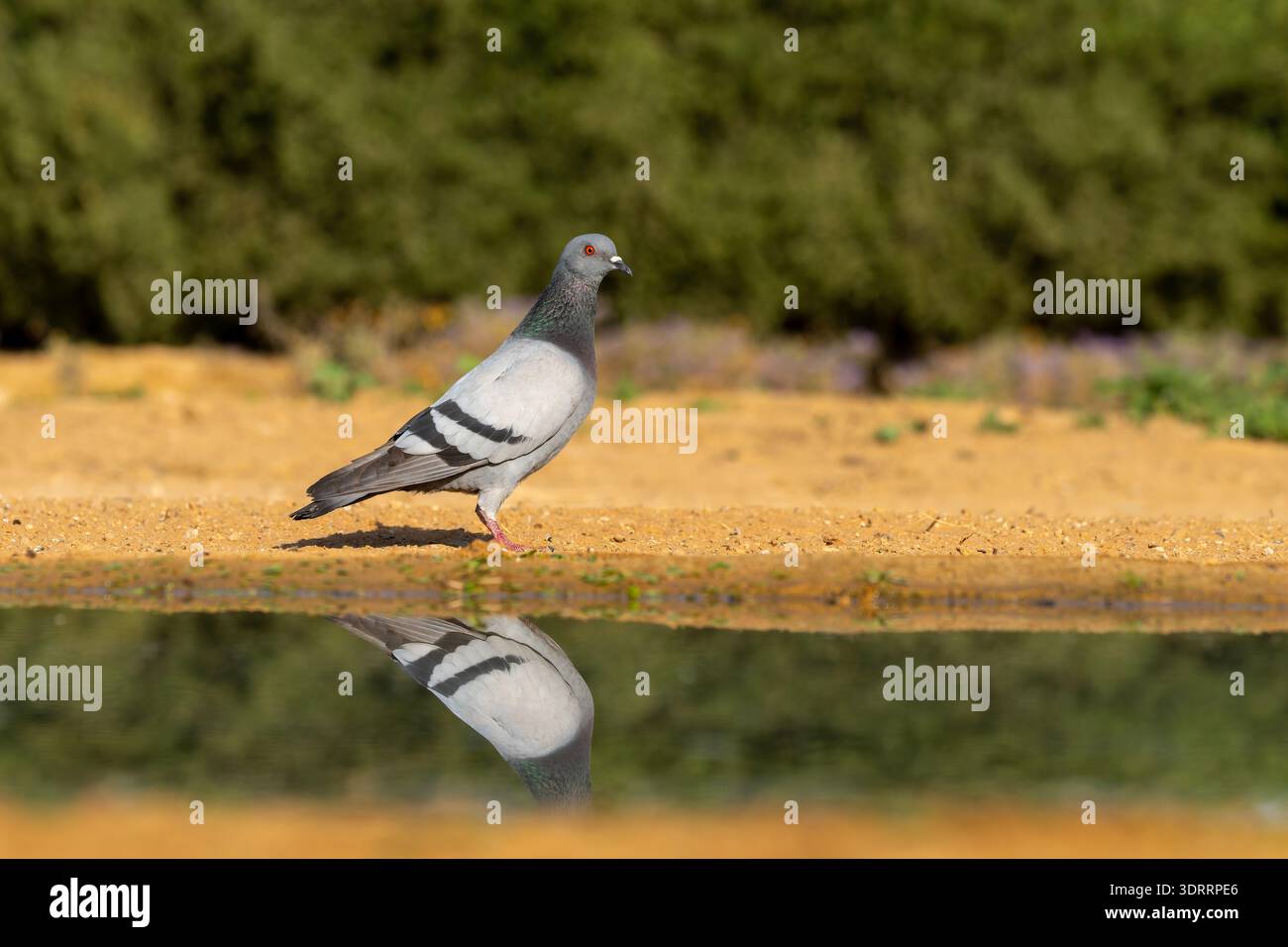 Pigeon Rock (Columba livia). Questo uccello si trova in Eurasia e in Nord Africa. Essa è particolarmente comune nelle aree urbane dove è talvolta considerato Foto Stock