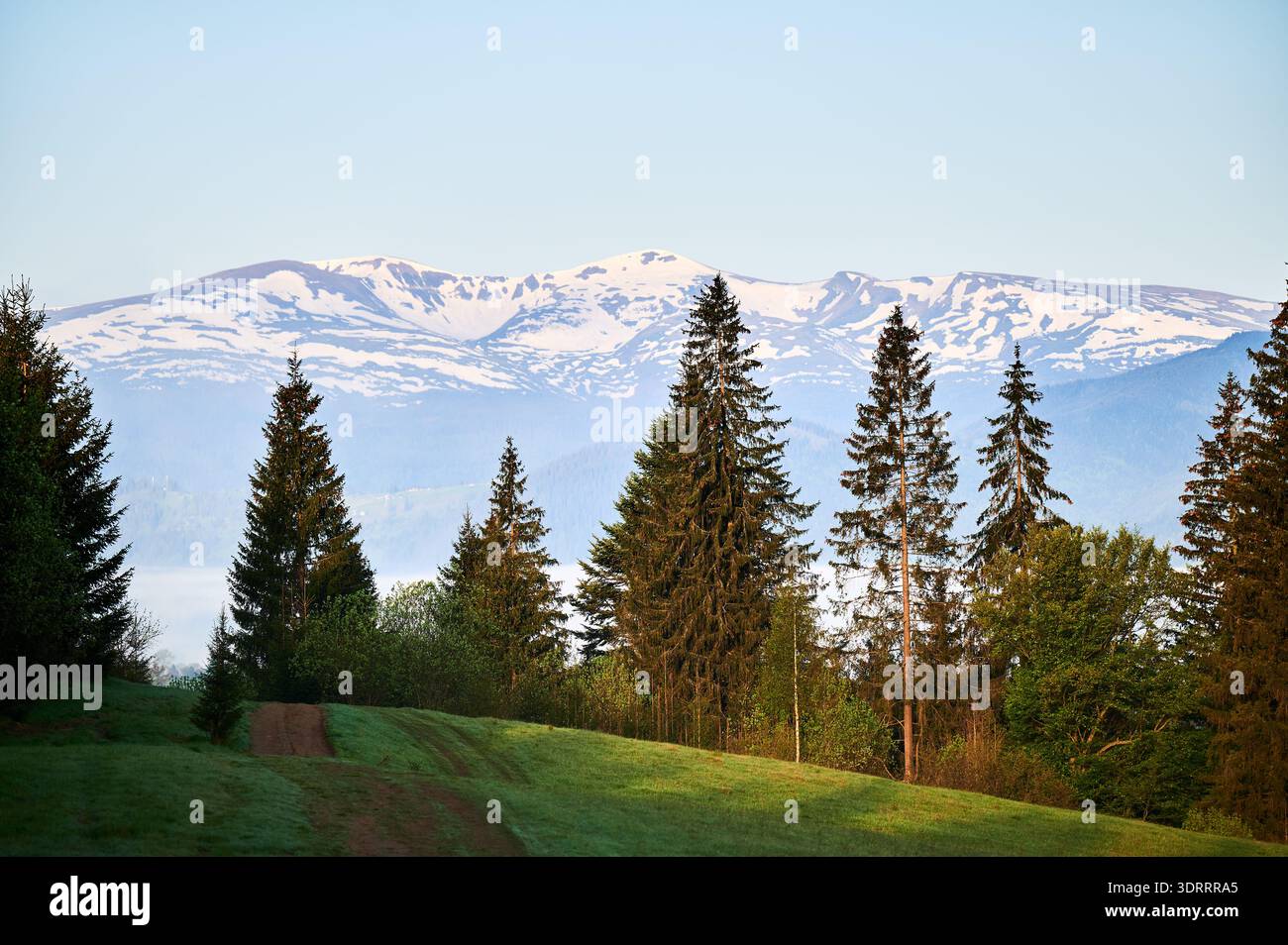 Serena scena primaverile con montagne innevate sullo sfondo, incorniciate da alti pini verdi in primo piano. Il sentiero erboso conduce in lontananza, circondato da lussureggianti piante sotto un cielo azzurro. Foto Stock