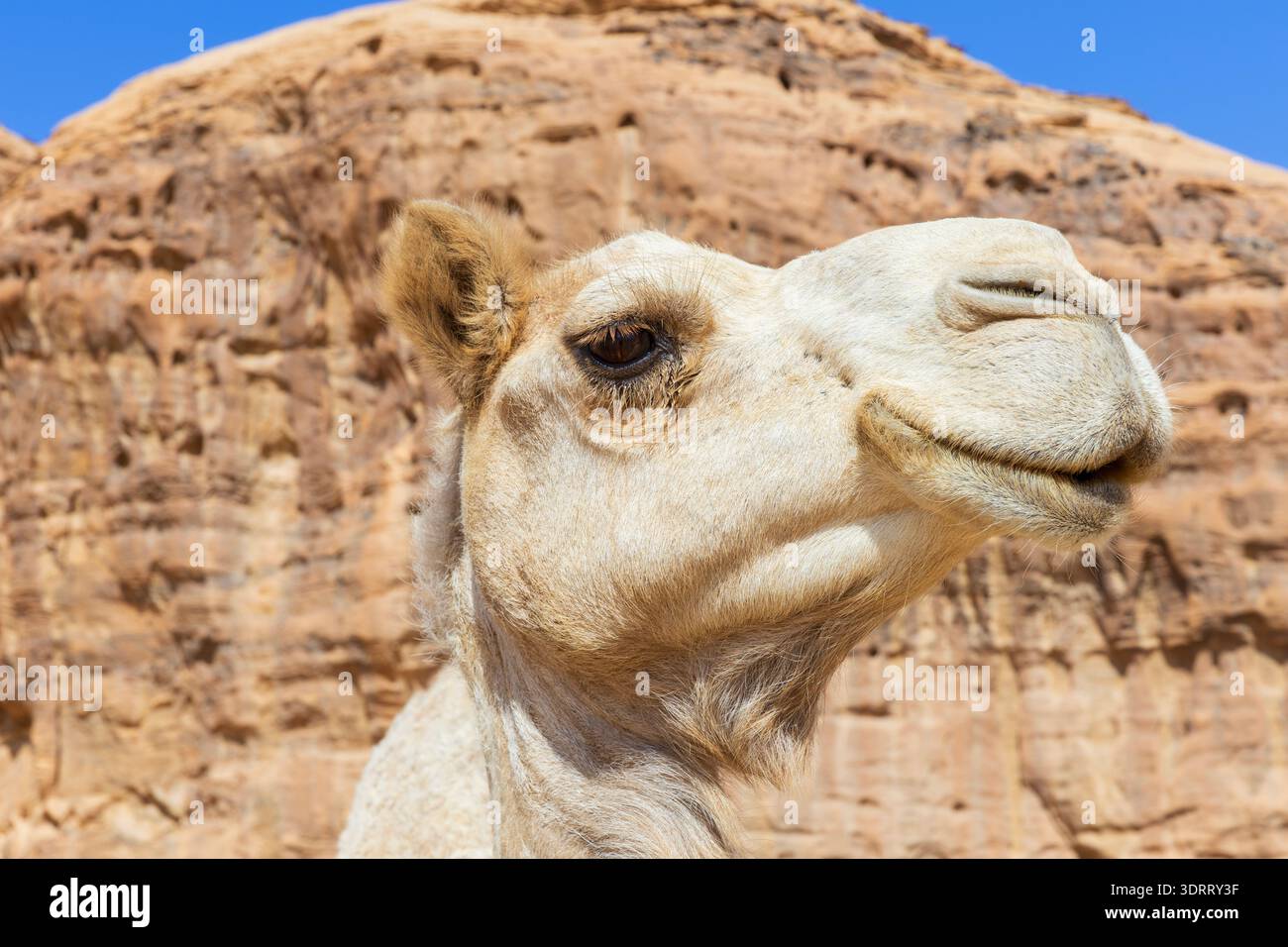 Primo piano di un cammello ad Alula, Arabia Saudita Foto Stock