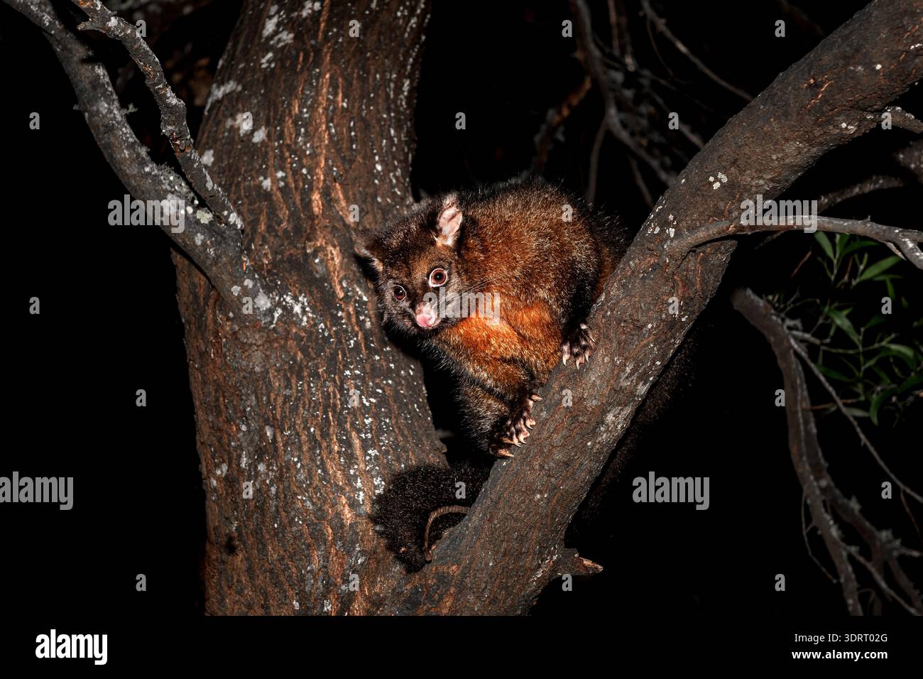 Brushtail Possum dalle pellicce scure che guarda curiosi da un albero. Foto Stock