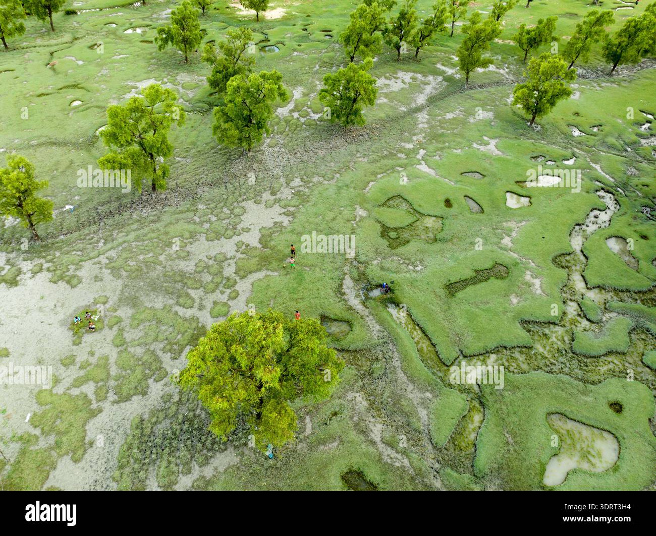 Vista aerea di un paesaggio lussureggiante, dove gli alberi di smeraldo si stagliano tra un arazzo di verde e bianco, Sitakunda, divisione di Chittagong, Bangladesh. Foto Stock