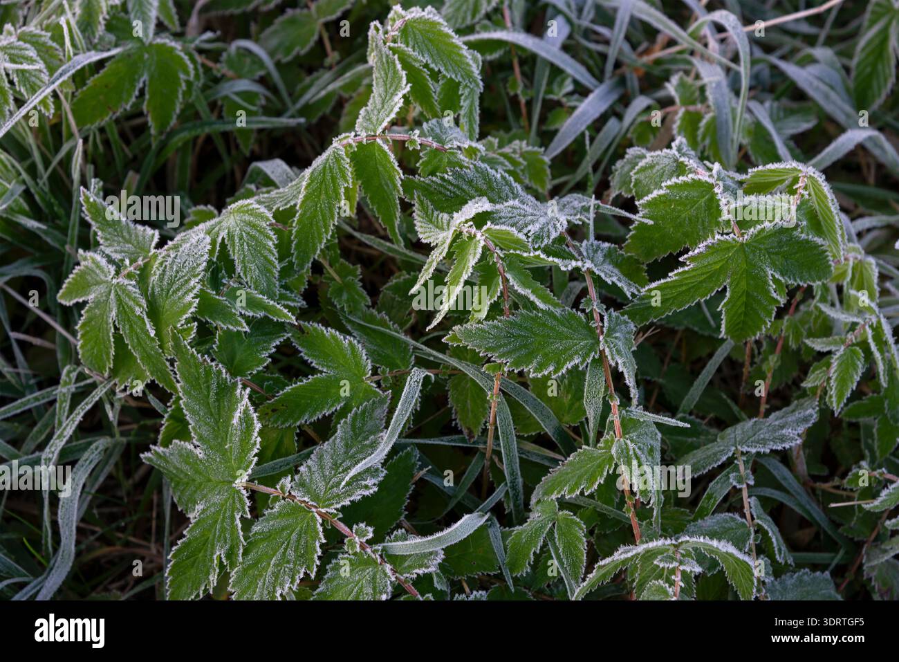 Gelo sull'erba, i primi gelano Foto Stock
