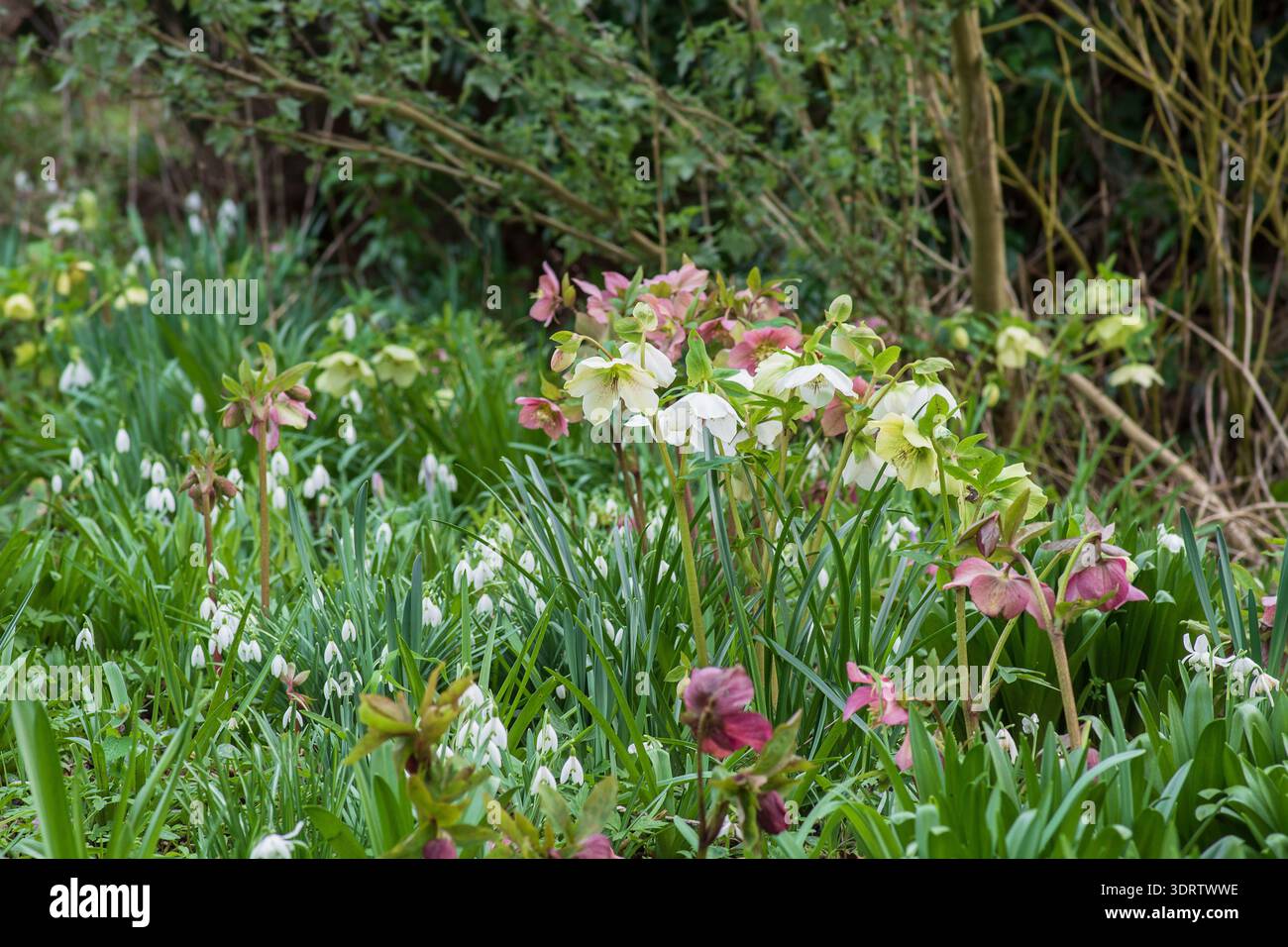 Hellebores and snowdrops e Myddleton House Gardens a febbraio, Inghilterra, Regno Unito. Foto Stock