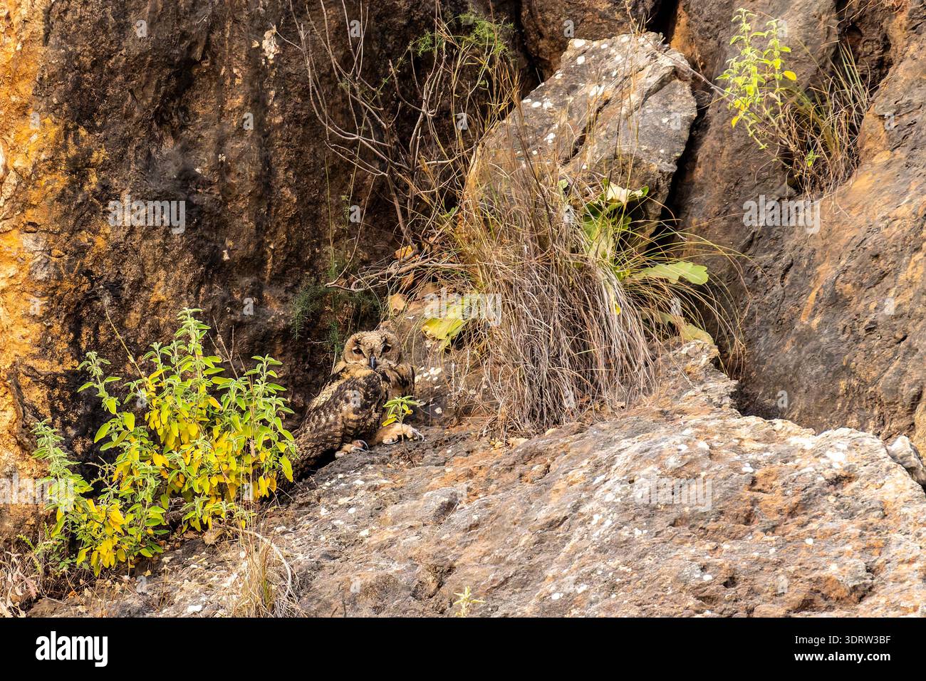 Bubo bubo bubo dell'aquila eurasiatica che riposa pacificamente su una roccia, mimetizzando perfettamente l'ambiente naturale secco roccioso e resistente alla siccità Foto Stock