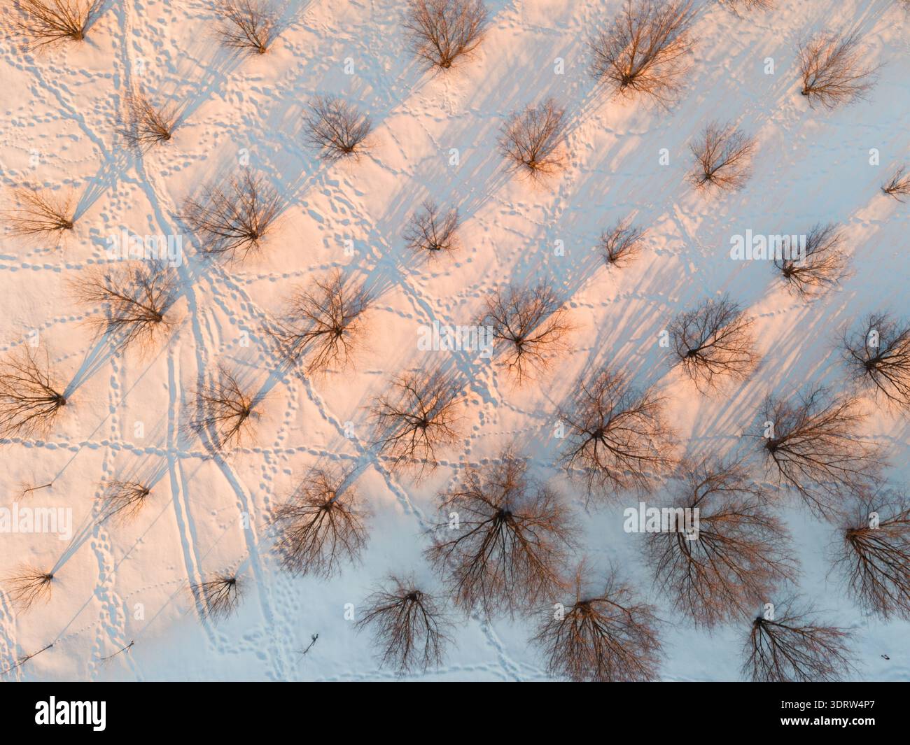 Vista aerea di alberi che gettano lunghe ombre su un paesaggio innevato, con sentieri che attraversano la superficie bianca incontaminata di Vilnius, Lituania. Foto Stock