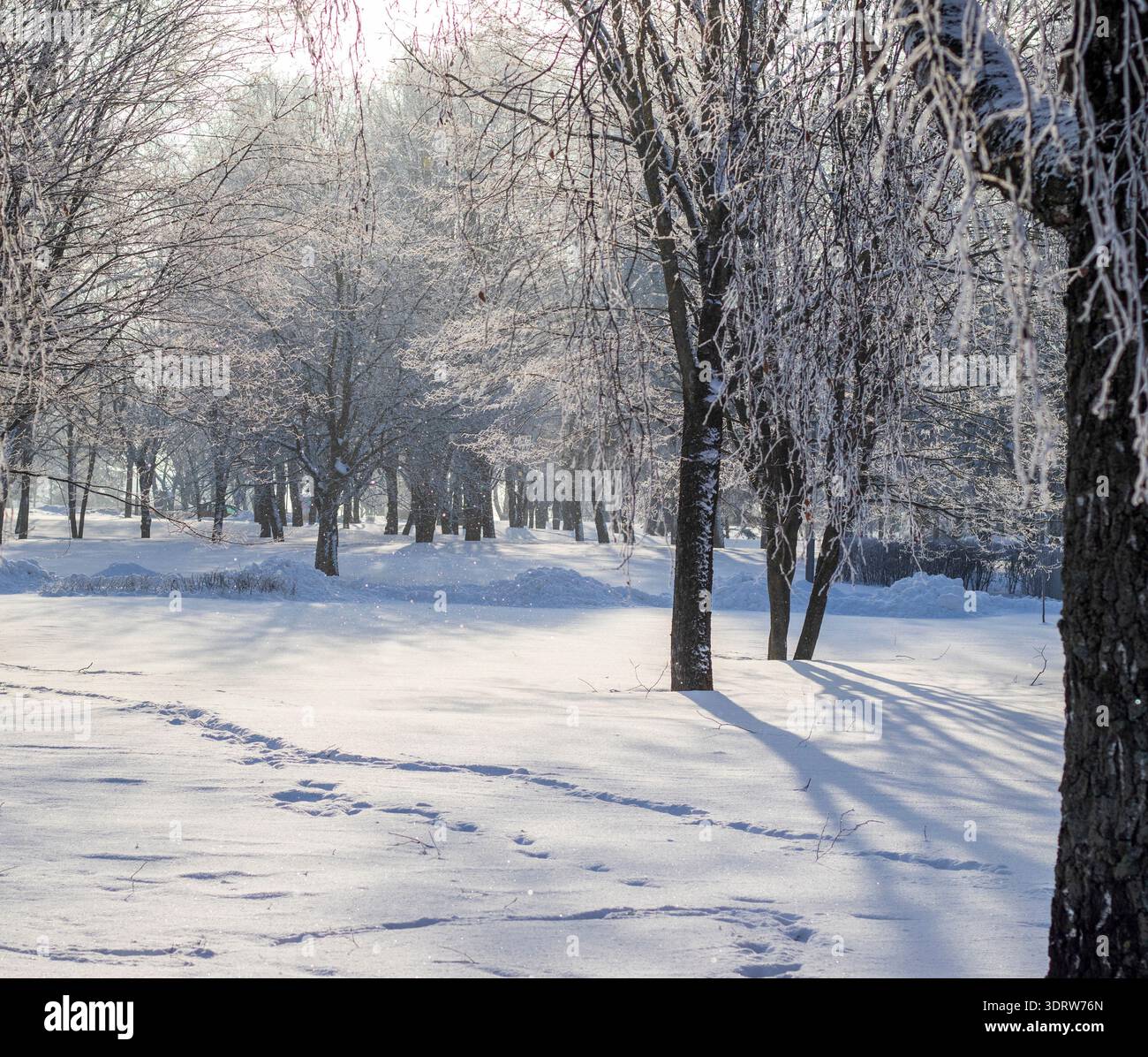 Una scena invernale con alberi ricoperti di ghiaccio sotto un cielo azzurro. Polvere di neve nell'aria Foto Stock