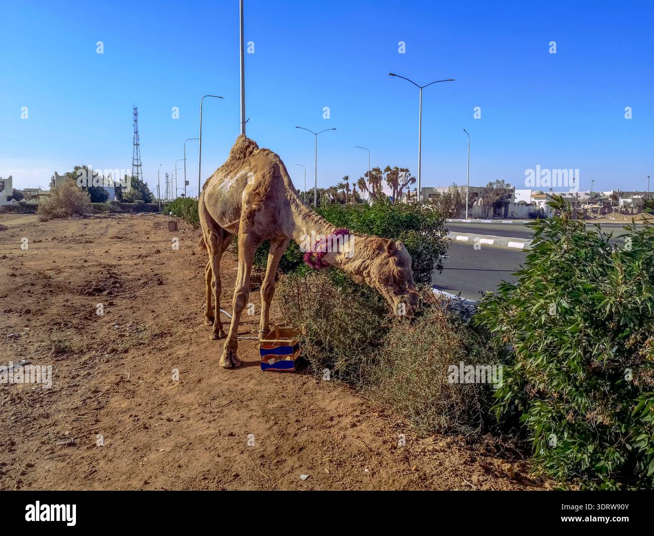 Cammello che mangia erba nelle terre desolate. Il dromedario da solo mangia sul lato della strada a Sharm El Sheikh (Egitto) Foto Stock