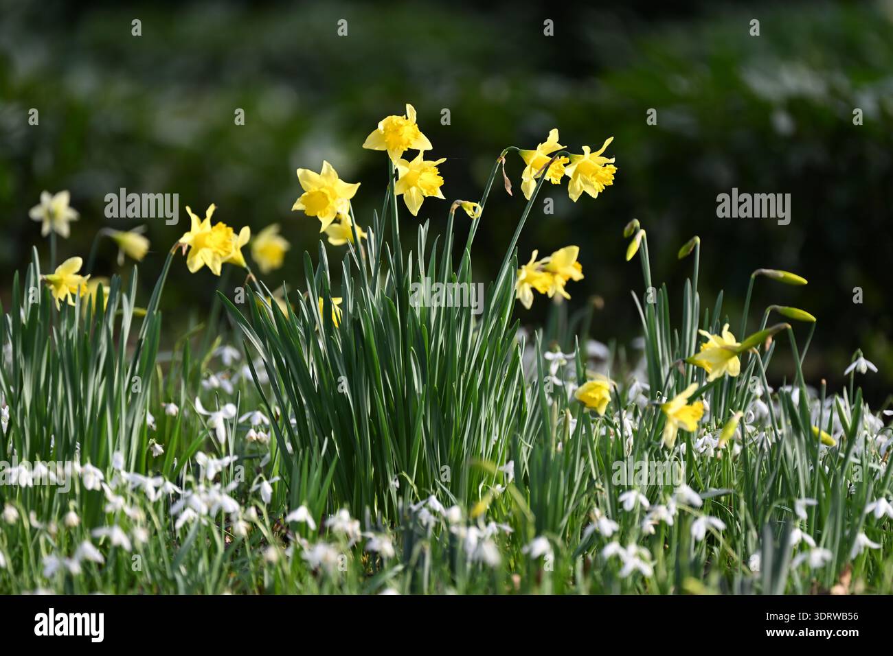 I primi narcisi e una massa di gocce di neve, galanthus nivalis, nel giardino invernale britannico di febbraio Foto Stock