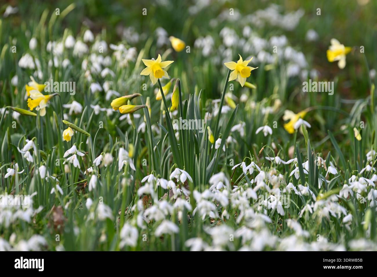 I primi narcisi formarono una massa di gocce di neve, galanthus nivalis, nel giardino invernale britannico di febbraio Foto Stock
