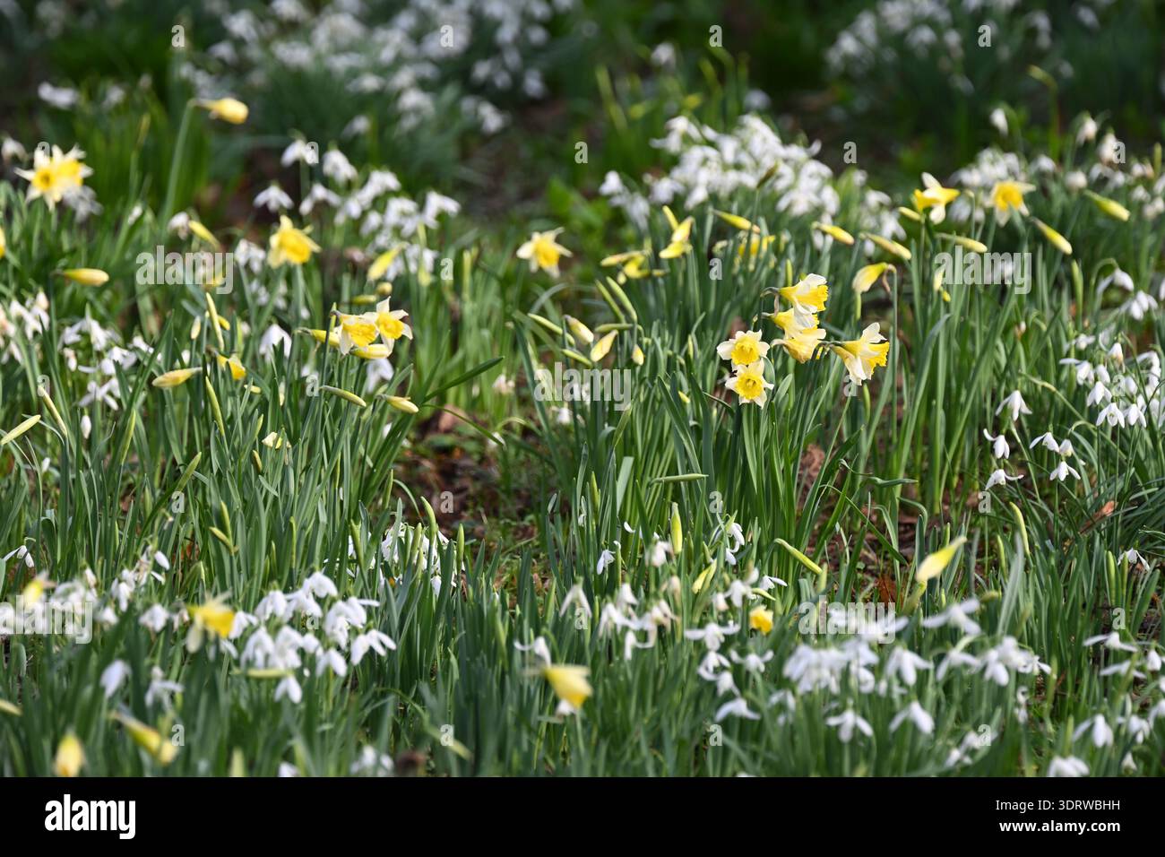 I primi narcisi formarono una massa di gocce di neve, galanthus nivalis, nel giardino invernale britannico di febbraio Foto Stock