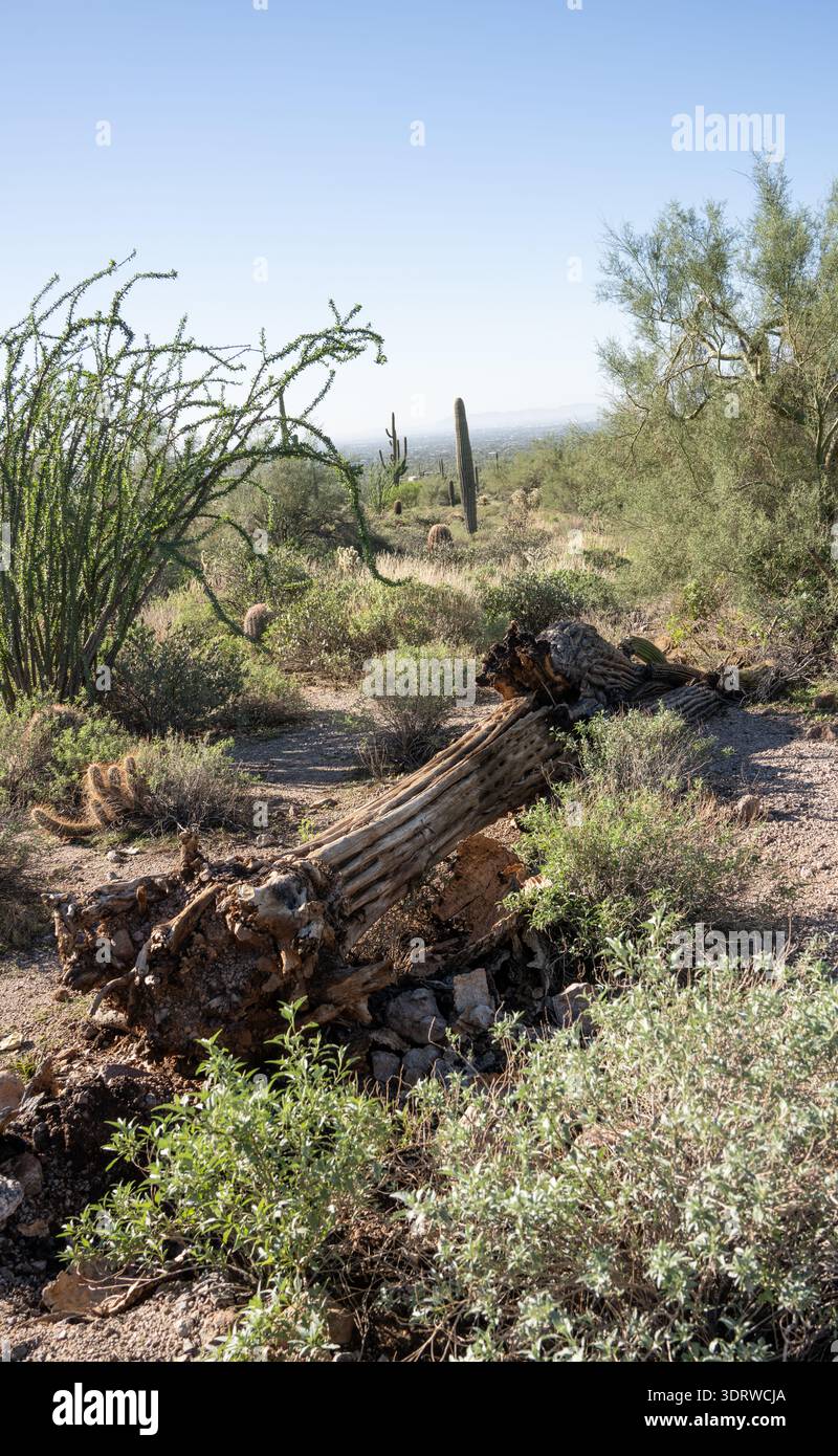 Il saguaro (Carnegiea gigantea) è una specie di cactus simile a un albero del genere monotipico Carnegiea che può crescere fino a superare i 12 metri (40 piedi) di altezza. IT Foto Stock