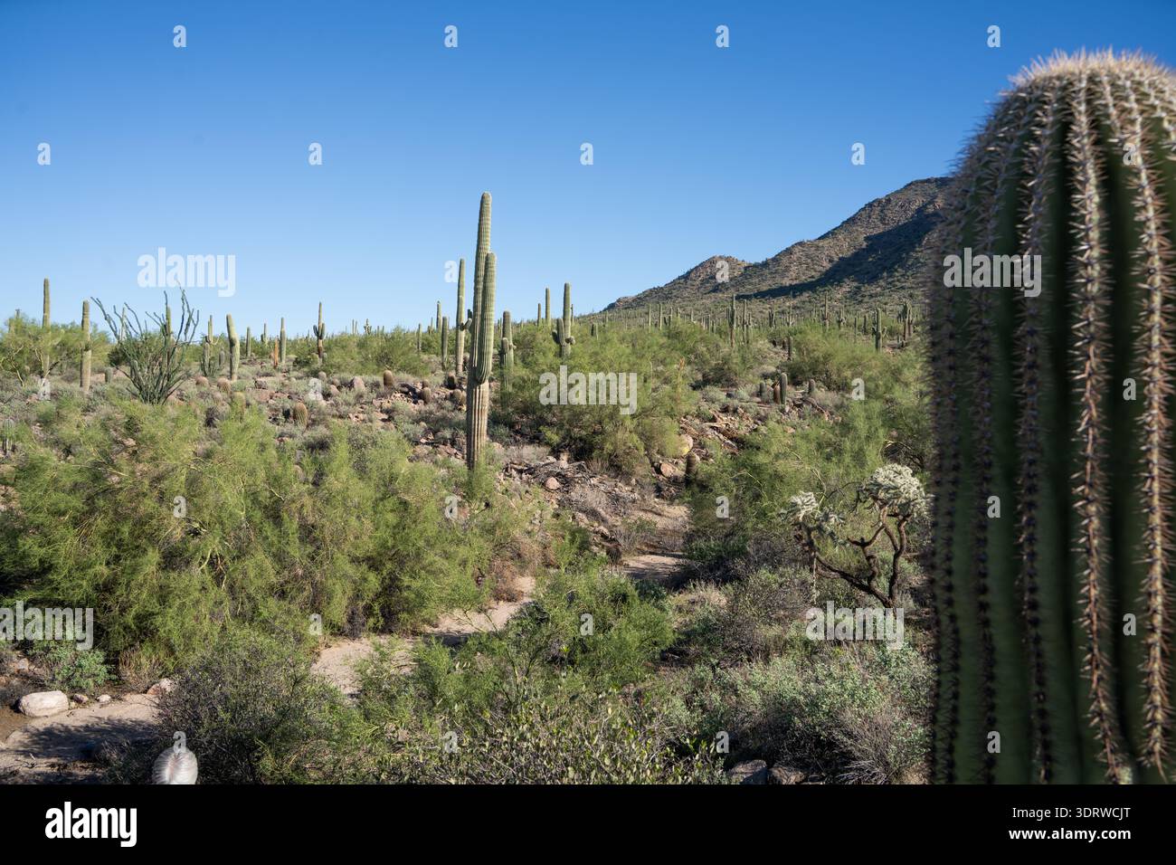 Il saguaro (Carnegiea gigantea) è una specie di cactus simile a un albero del genere monotipico Carnegiea che può crescere fino a superare i 12 metri (40 piedi) di altezza. IT Foto Stock