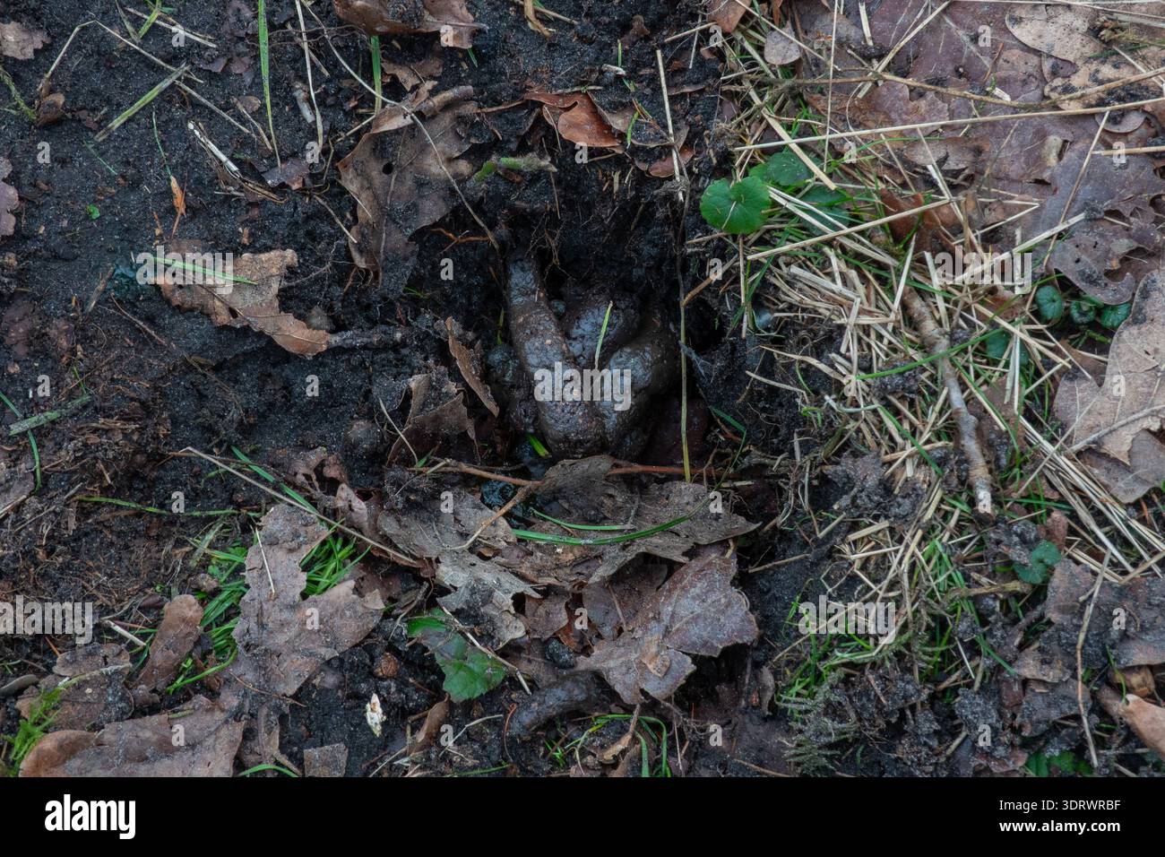 Latrina di un Badger, una fossa poco profonda, piena di escrementi Foto Stock