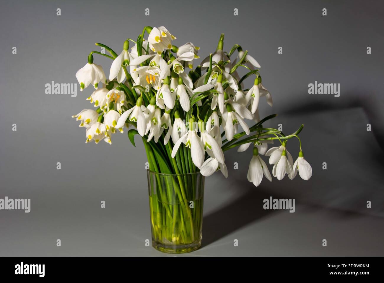 Bellissimo bouquet di gocce di neve in vaso su sfondo chiaro. Bellissimo bouquet con fiori di campo bianchi di snowdrop. Foto Stock