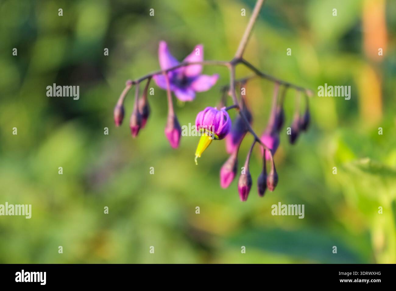 I vivaci fiori viola a forma di stella della Bittersweet Nightshade sono appesi in gruppi su un morbido sfondo verde. Foto Stock