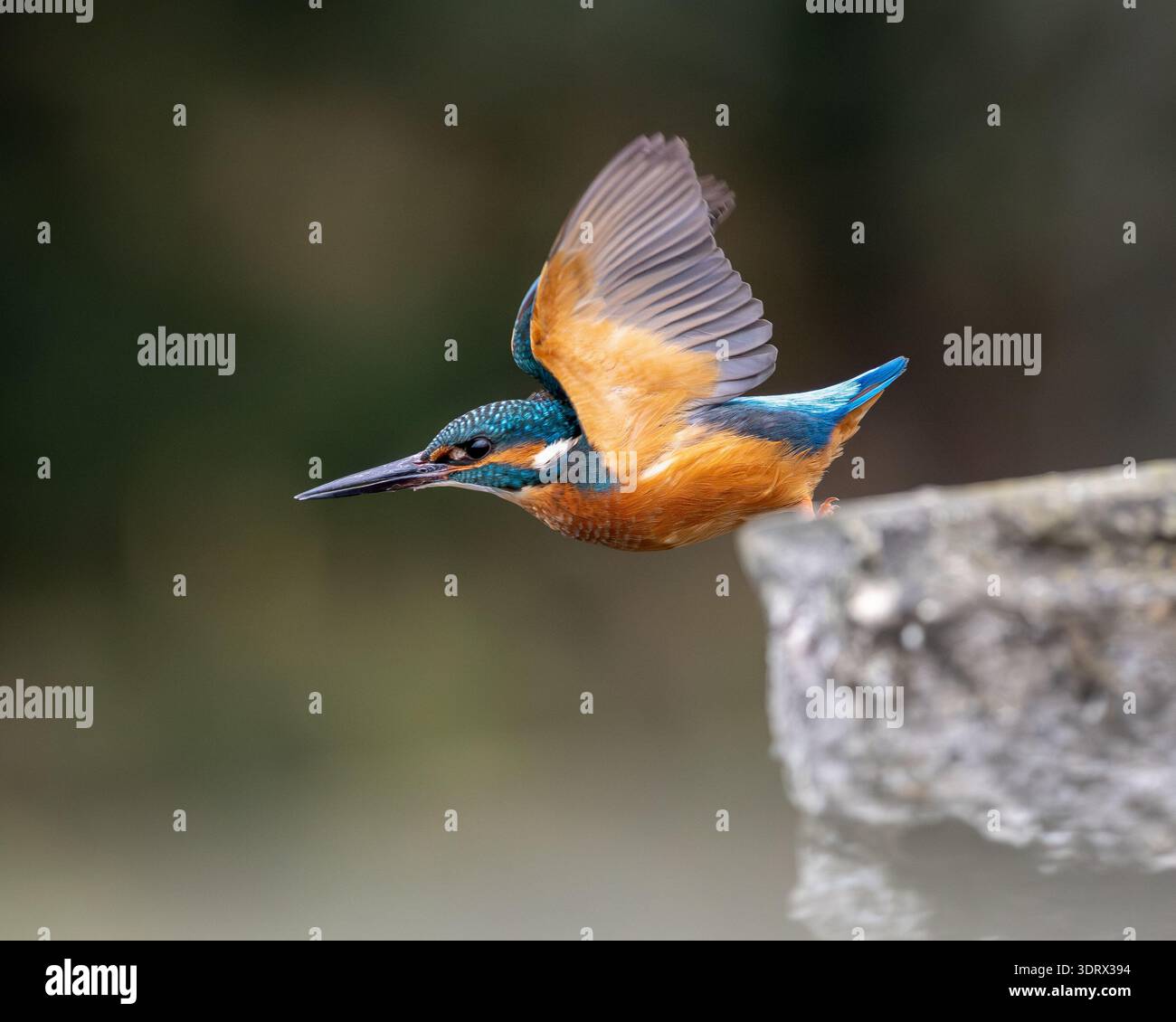 KingFisher decolla dal muro - St Albans, Hertfordshire, Regno Unito Foto Stock