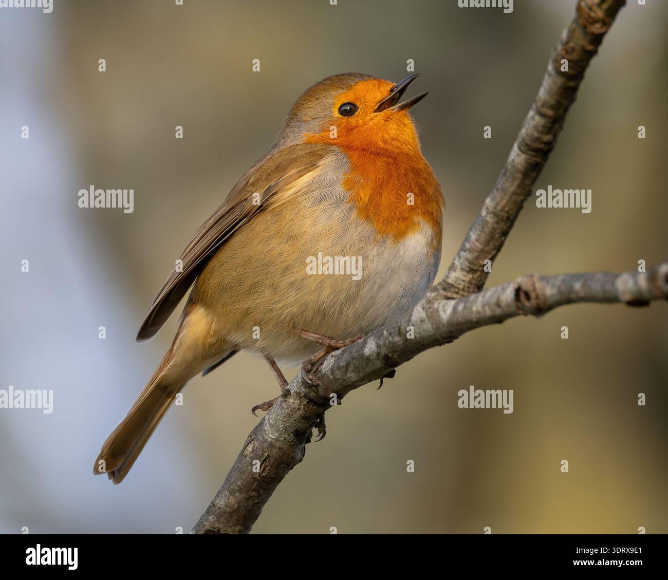 Robin Foto Stock