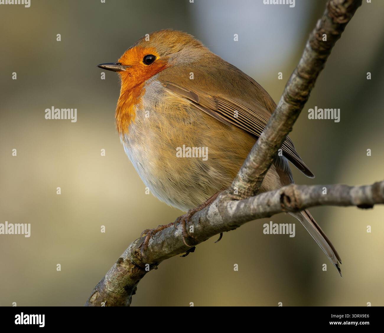 Robin Foto Stock