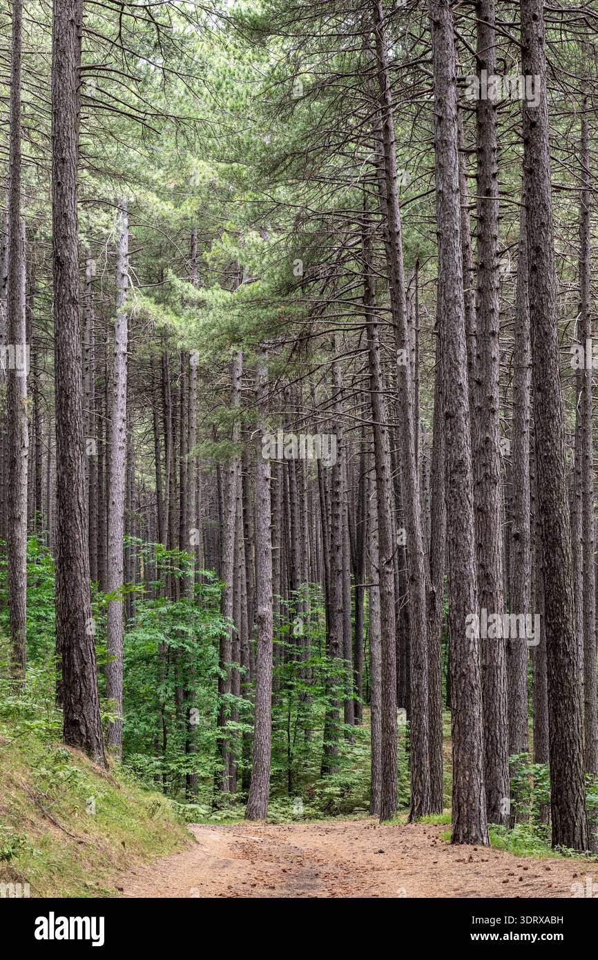Nelle tranquille pinete di Ragabo, alte alle pendici dell'Etna, Sicilia, Italia Foto Stock