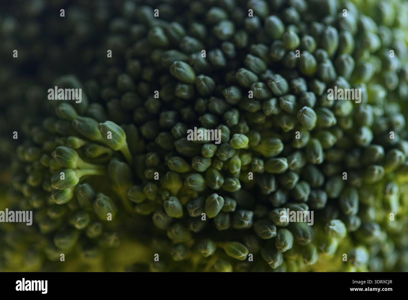 I fiori di broccoli chiudono lo sfondo della texture macro Foto Stock