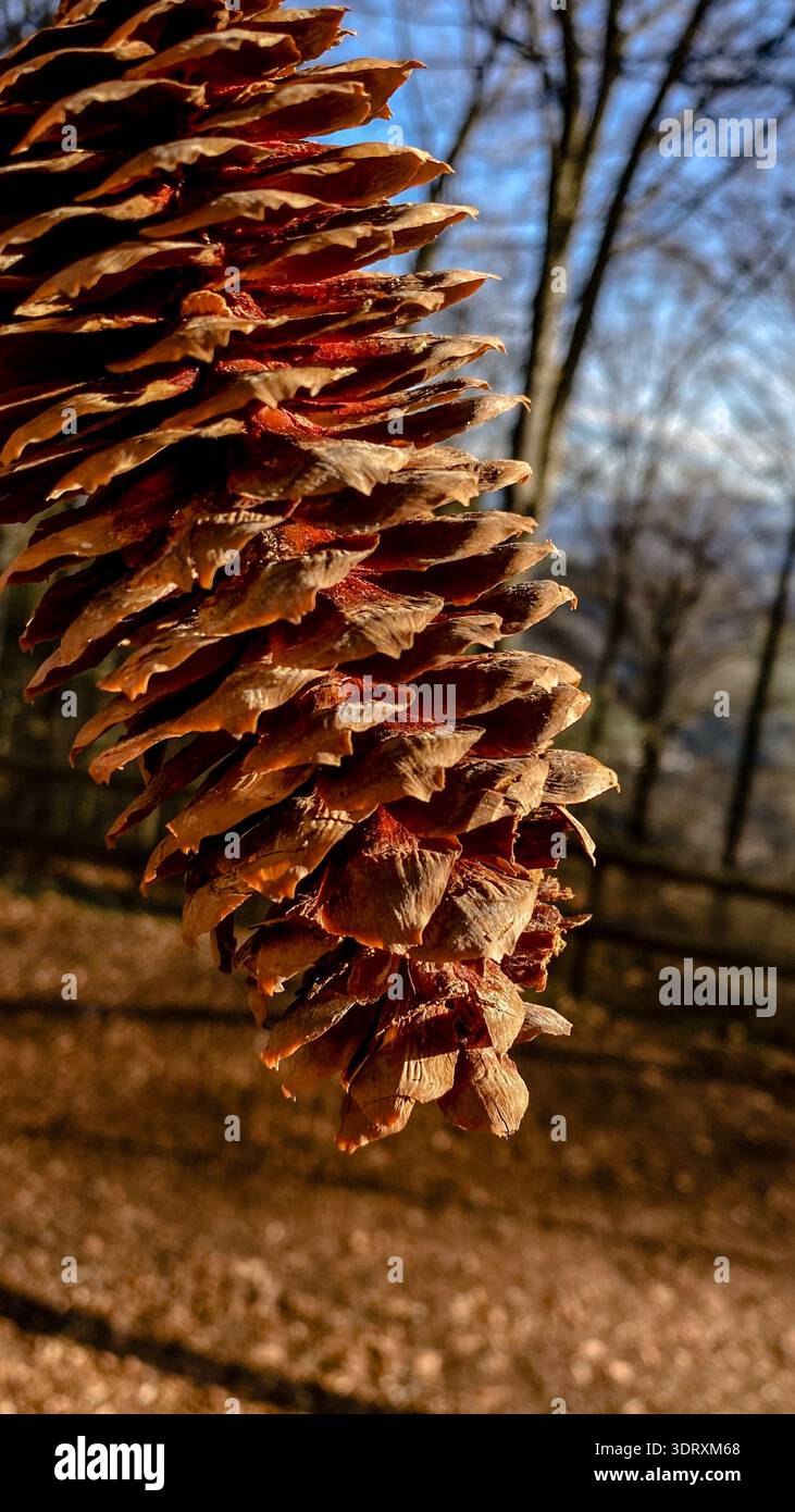 Primo piano di un grande cono di pino appeso nella foresta con sfondo boschivo sfocato in una calda luce del sole. Foto Stock