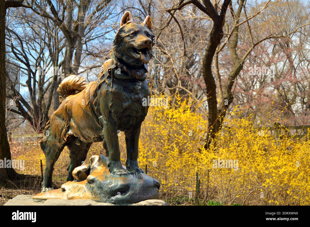 Una scultura di Balto, un'Alaskan huskie di salvataggio che guida una squadra di cani da slitta, si trova a Central Park di New York su una roccia Foto Stock