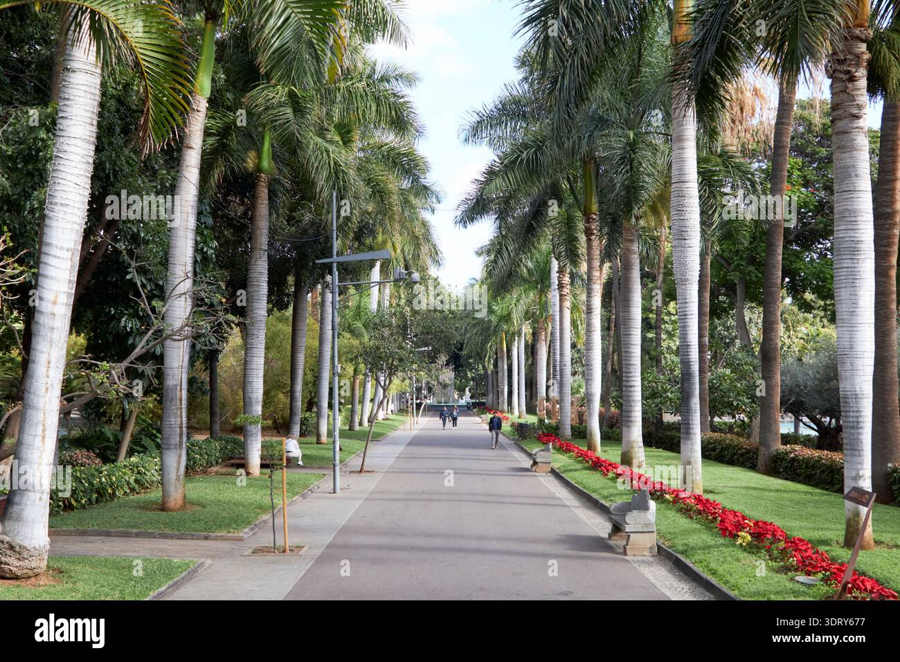 parque garcia parco sanabria santa cruz de tenerife isole canarie spagna Foto Stock