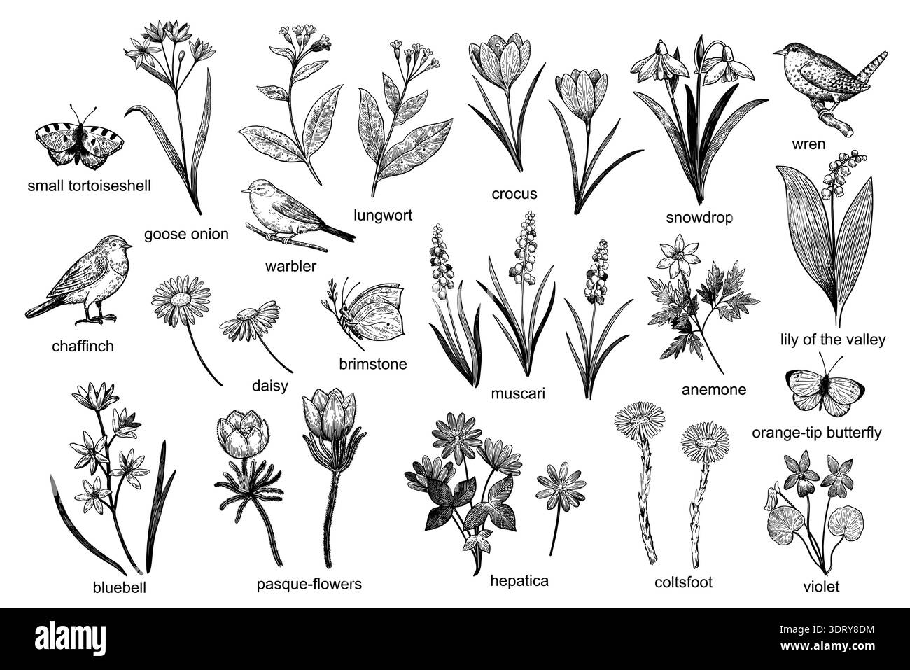 Grande serie di elementi di design primaverili: Fiori, uccelli e farfalle. Illustrazione vettoriale dettagliata disegnata a mano in stile incisione. Illustrazione Vettoriale
