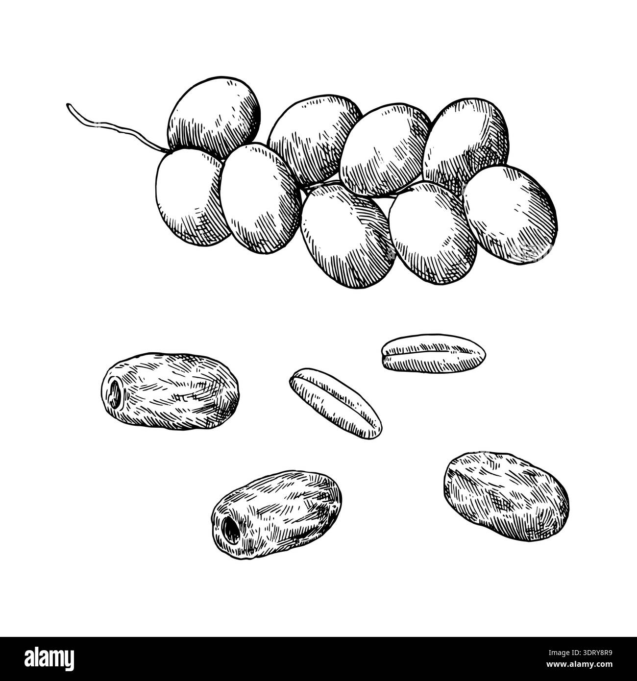 Illustrazione vettoriale in bianco e nero con datteri maturi e secchi. Illustrazione Vettoriale