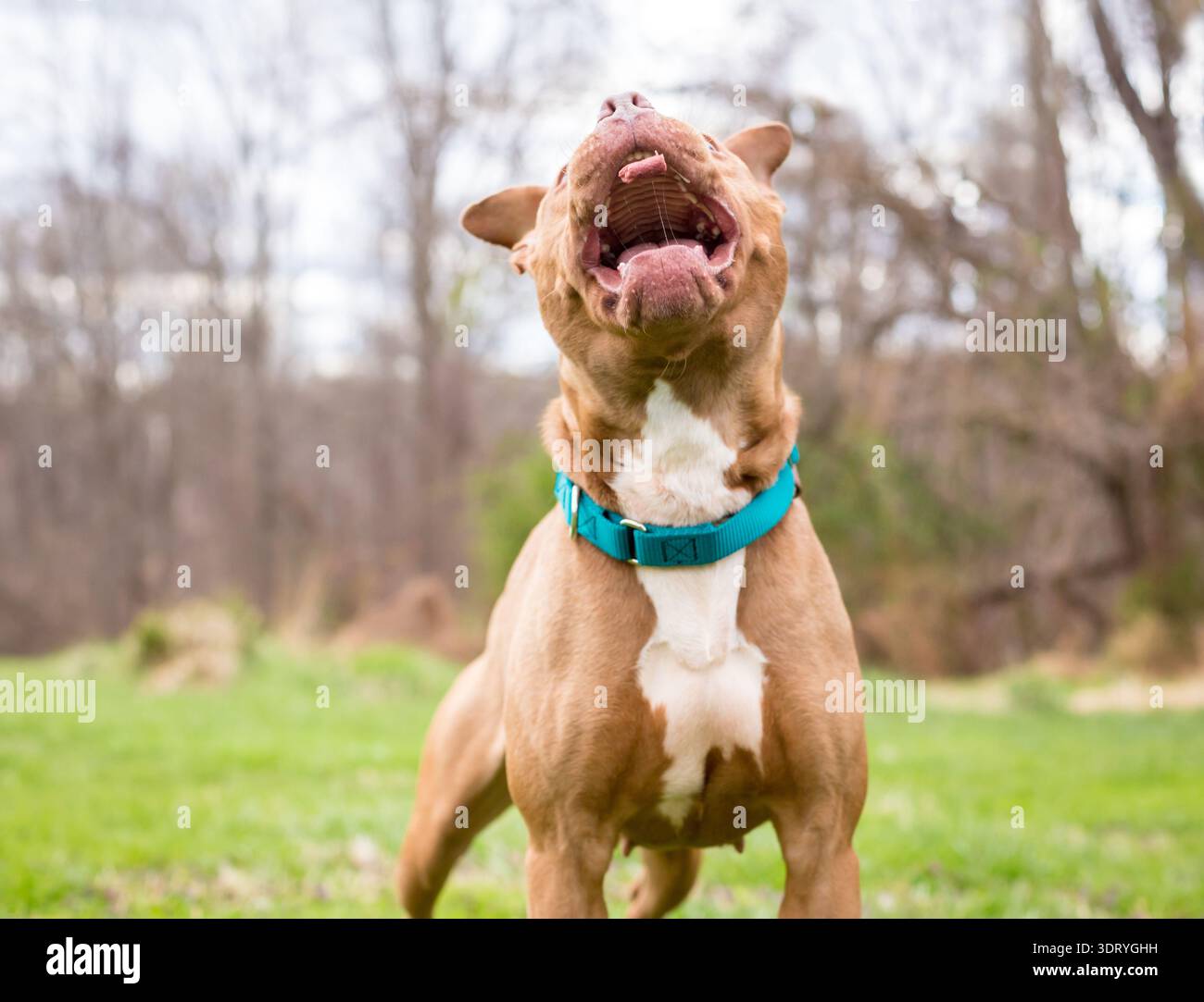 Un cane di razza mista Pit Bull Terrier che apre la bocca per catturare una delizia in aria Foto Stock