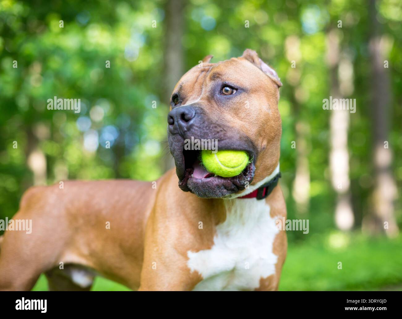 Un cane di razza mista Mastiff che tiene una palla in bocca e guarda di lato Foto Stock