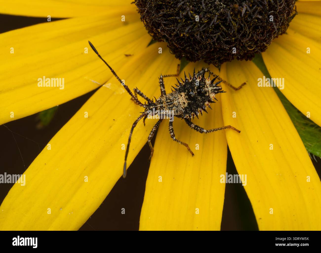 Primo piano di una ninfa con elmetto sui petali gialli di un fiore Susan dagli occhi neri. Fotografato dall'alto. Foto Stock