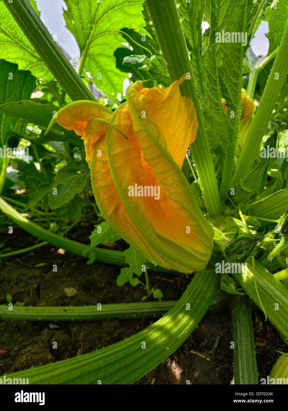 Foto ravvicinata di un fiore di anguria circondato da steli e foglie Foto Stock